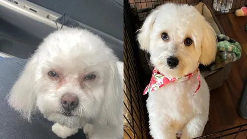 Une femme récupère un chien qui n'est pas le sien, le toiletteur se...